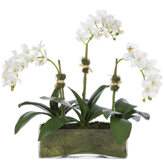 3 Stem Orchid