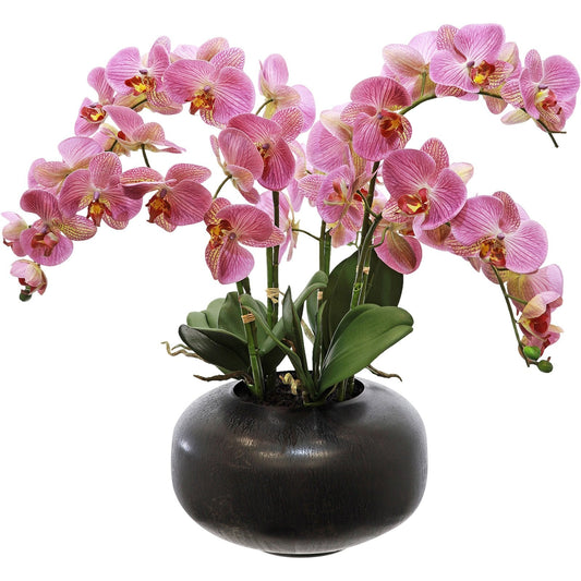 Phalenopsis Orchid Arrangement