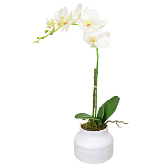 Phalaenopsis Orchid Arrangement