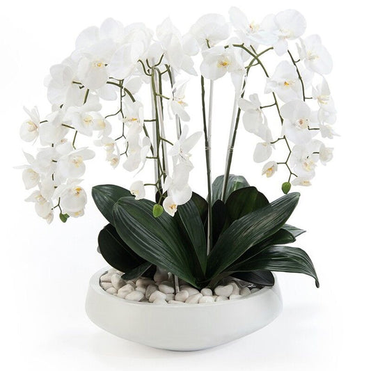 Extreme White Orchids