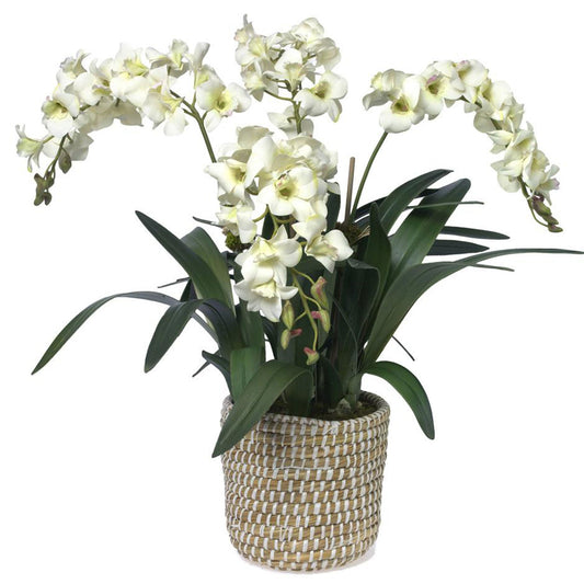 New Traditionalist Orchids