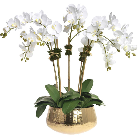 Golden Bowl 5 Stem Orchid